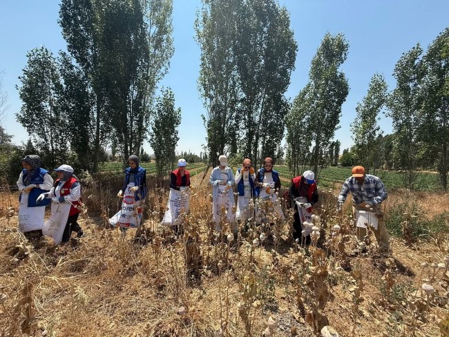 Afyonkarahisar'da Öğrenciler 350 Kg Haşhaş Topladı