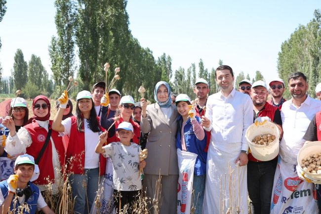 Vali Yiğitbaşı Bizzat Haşhaş Hasadına Katıldı