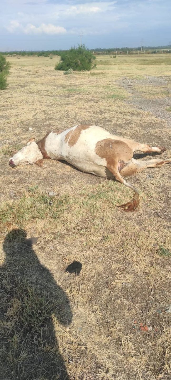 İneği Kesip Çay Yeşilyurt Köyüne Bırakmışlar
