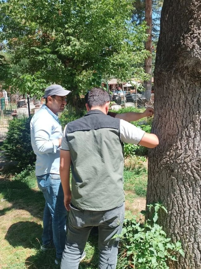 Bolvadin Horan Parkı’nda Ağaç Durumları İncelendi