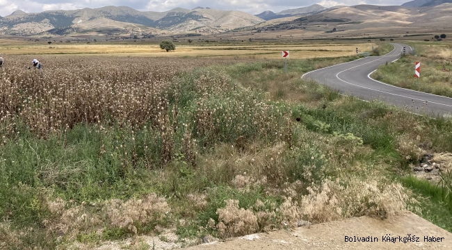 BEREKETLİ OLSUN BOLVADİN’DE HAŞHAŞ HASADI BAŞLADI