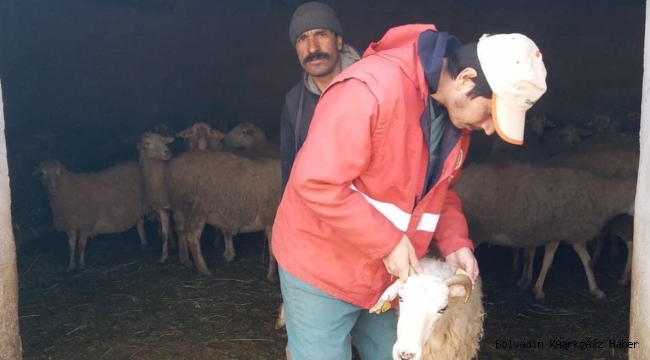 ANAÇ KOYUN KEÇİ TESPİTLERİ DEVAM EDİYOR