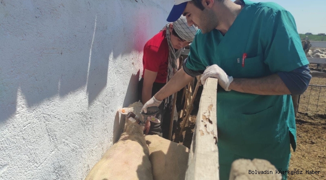 BOLVADİN'DE  2023 YILI KÜÇÜKBAŞ AŞILAMALARI BAŞLADI