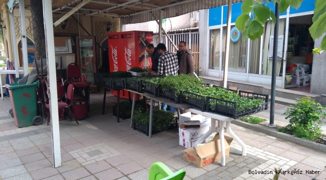 BOLVADİN ZİRAAT ODASI AÇIKLADI! FİDE SATIŞLARINA BAŞLADI