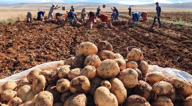 ŞUHUT’TA PATATES EKİMİ BAŞLADI