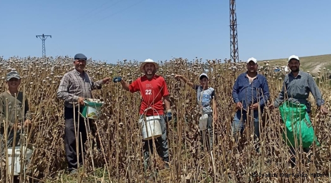 BOLVADİN’DE DE HAŞHAŞ HASADI BAŞLADI