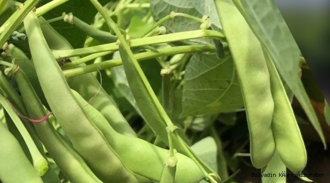 BOLVADİN’DEN 350 TON TAZE FASÜLYE HASADI BEKLENİYOR