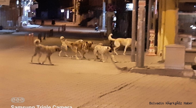 BÖLGEDE EN FAZLA BAŞIBOŞ KÖPEK BOLVADİN’DE Mİ?