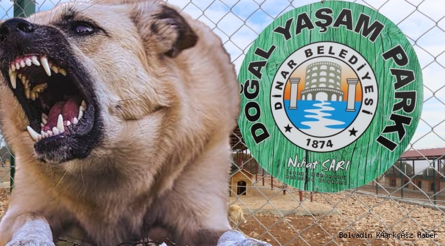 BOLVADİN’DE BAŞIBOŞ KÖPEKLERE ÇÖZÜM NASIL OLMALI?