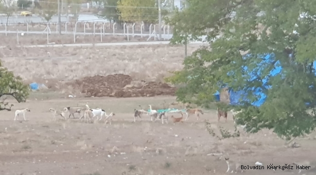 BOLVADİN’DE 30 BAŞIBOŞ KÖPEK BİR ARADA