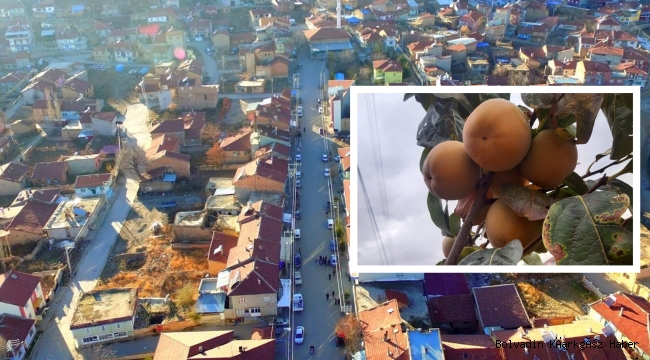 DİŞLİ KASABASI’NDA CENNET HURMASI YETİŞİYOR