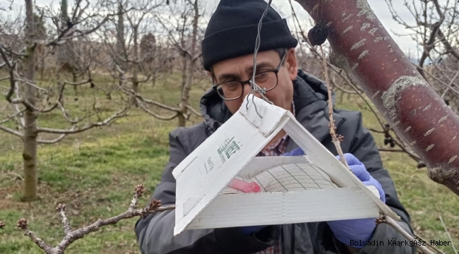 BOLVADİN’DE KİRAZ KONTROLLERİ YAPILDI