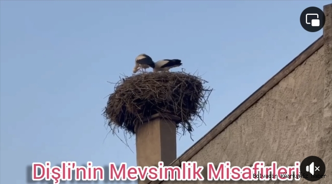 DİŞLİ KASABASI’NA LEYLEKLER ERKEN GELDİ