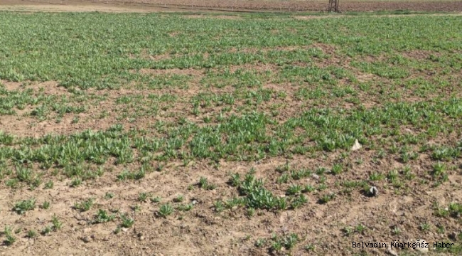 İZİNSİZ HAŞHAŞ EKİMİNE GEÇİT YOK!