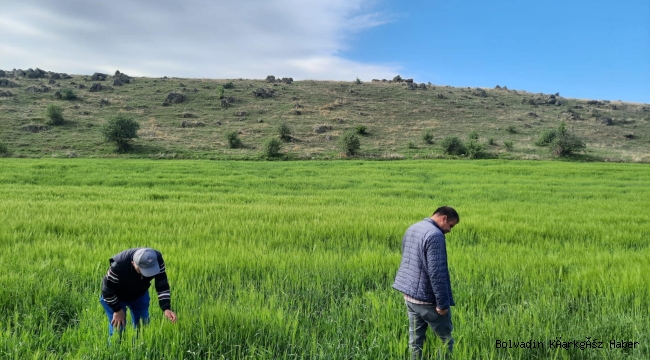 BOLVADİN’DE TARIM ALANINDA ÇALIŞMA YAPILDI