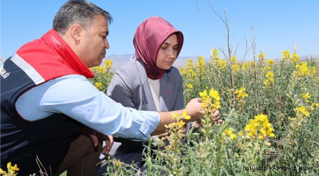 EBER GÖLÜ BOLVADİN’E ÇİÇEĞİDE EBER’E YAKIŞIYOR