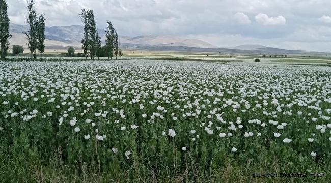 BOLVADİN’DE HAŞHAŞ GÖRSEL ŞÖLEN OLUŞTURDU
