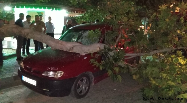 Bolvadin’de Aracın Üstüne Ağaç Düştü