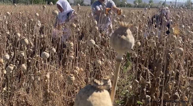Bolvadin’de Haşhaş Hasadı Başladı