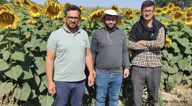 Bolvadin’de Yağlık Ayçiçek Gözlemlendi