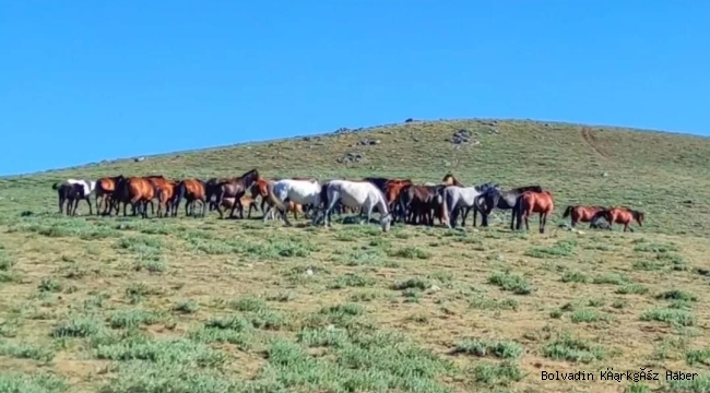 Bolvadinliler Yılki Atlarını Görüntüledi