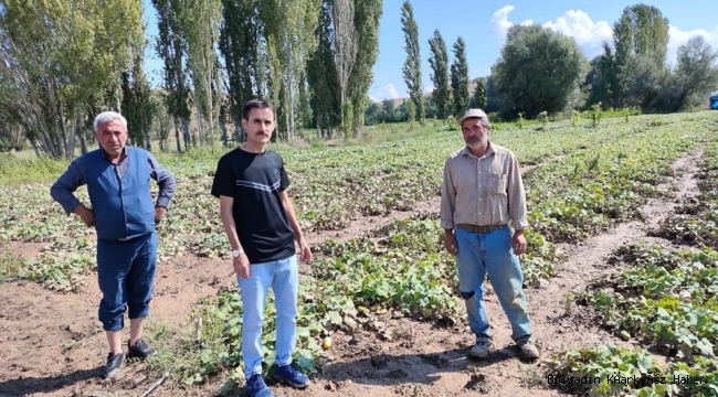Çobanlar Göynük’te Araziler Yağıştan Zarar Gördü