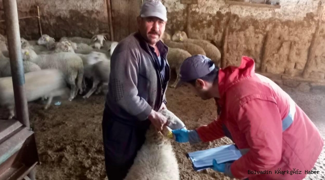Bolvadin’de Dağlıç Koyun Projesi Tatbik Ediliyor