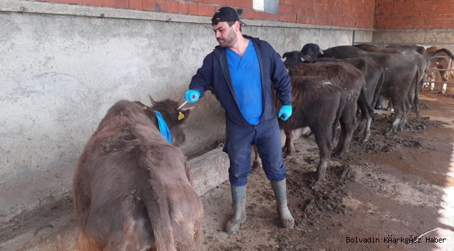 Çay İlçesinde 10.125 Adet Hayvana Aşı Vuruldu