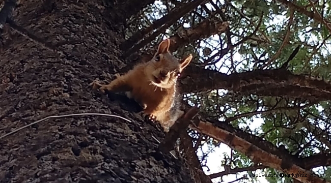 O Sincap Bolvadin’de Bakın Ne Yaptı?