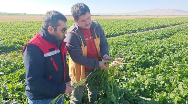Bolvadin'de 550 Dekara Şeker Pancarı Ekildi