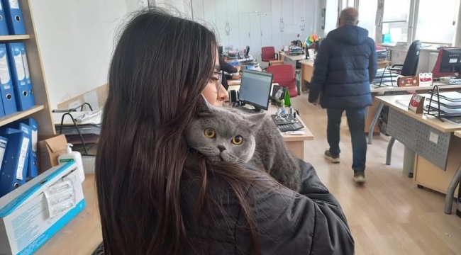 Afyonkarahisar'da Evcil Hayvanların Kimliklendirilmesi Devam Ediyor