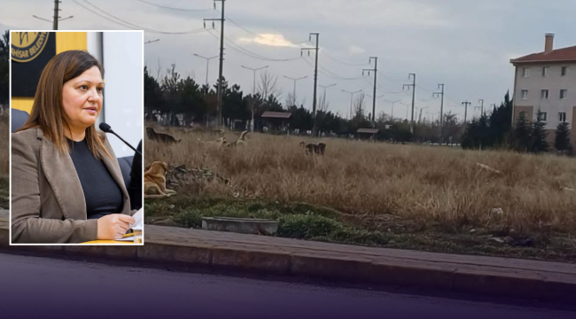 Halktan Başkan Köksal'a Başıboş Köpek Çağrısı