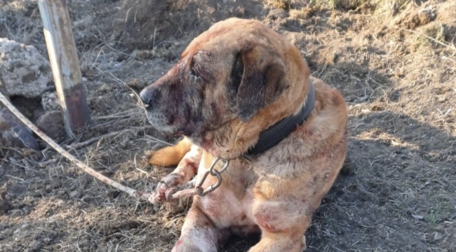 Sandıklı'da Köpeklerle O Halde Yakaladılar