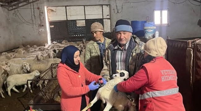 Sandıklı İlçesinde Onlarca Hayvan Aşılandı