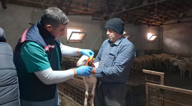 Sinanpaşa'da Kuzular Aşılandı ve Kimliklendirildi