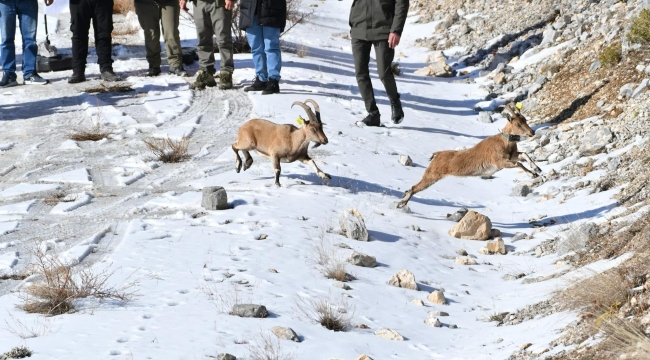 Afyon'da Keçileri Bıraktılar! Sonra 7 Taneydi Dediler