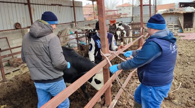 Dazkırı'da Çiftçiyi Böyle Korudular! Yüzlerce Hayvan Aşılandı