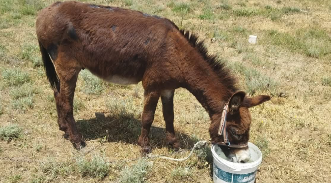 Afyonkarahisar'da Eşek Eti Yedirmişler! Hemde Kavurmuşlar
