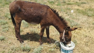 Afyonkarahisar'da Eşek Eti Yedirmişler! Hemde Kavurmuşlar