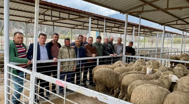 AK Parti Bolvadin'de Çiftçi Kalkınsın Diye Koyun Dağıtacak