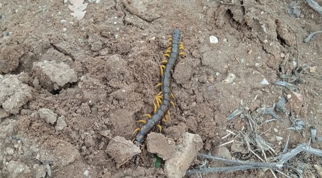 Bolvadin'de Dehşet Anları! Dev Kırkayak Ortaya Çıktı