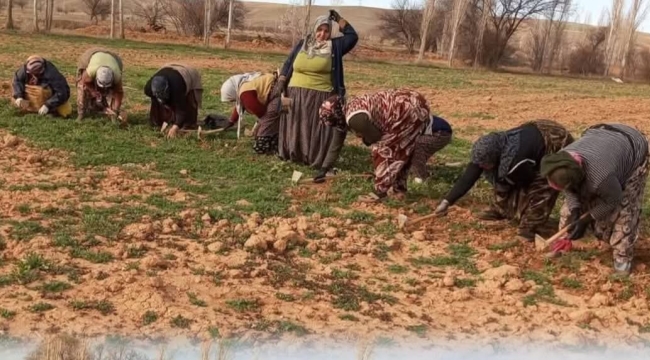 Dişli'de Haşhaş Çapası Başladı: Emekçi Kadınlar Tarlada