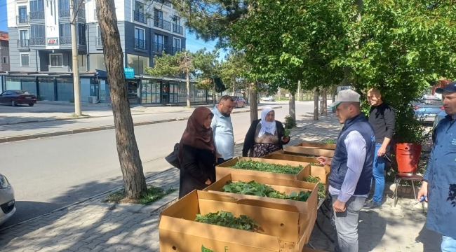 Bolvadin’de Çiftçiye Can Suyu: Hibrit Sebze Fideleri Kapış Kapış Gidiyor!