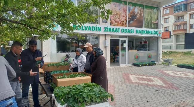 Bolvadin’de Üreticiye Can Suyu: Hibrit Sebze Fideleri Satışta!