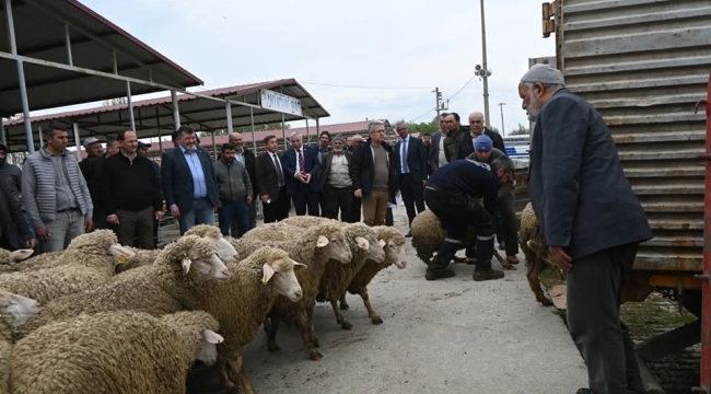 Çay İlçesinde Küçükbaş Hayvanlar Dağıtıldı