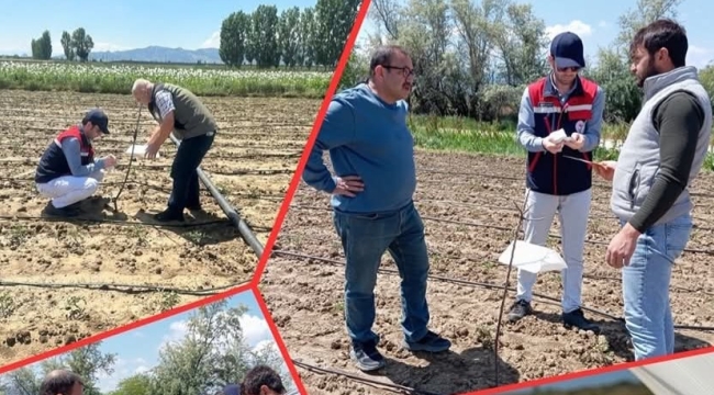 Afyonkarahisar'da Domates Güvesi Alarmı Verildi