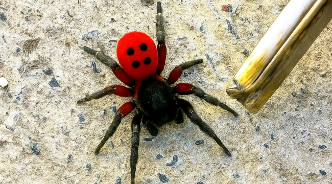 Çay İlçesinde Yetkililerden Alarm! Bu Böcek Zehirli!