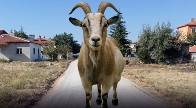 Kurbanlık Keçi Kasabın Elinden Kaçtı, Mahalle Ayakta: Kırkgöz’de &quot;Sahibini Arayan Keçi&quot; Alarmı