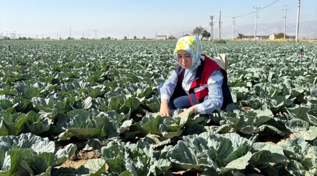 Afyonkarahisar'da Lahana Kelebeği Tehlikesi Sürüyor