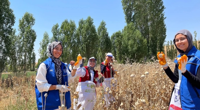 Afyonkarahisar'da Öğrenciler 350 Kg Haşhaş Topladı